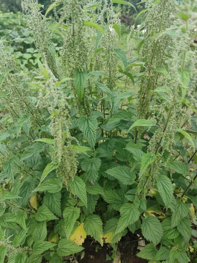 A close-up, eye-level shot captures a dense patch of stinging nettle plants (Urtica dioica) growing outdoors. The nettles are tall and bushy, with numerous green leaves that have serrated edges. Delicate, pale green clusters of flowers or seeds hang from the stems. Some of the lower leaves show signs of yellowing, indicating the plant is either aging or experiencing some environmental stress. The background is blurred, suggesting a natural outdoor setting, possibly a field or garden edge. The overall impression is of abundant, wild vegetation. There are no people, animals, or man-made objects visible in the frame. The image was taken in Il'bukhtino, Russia.