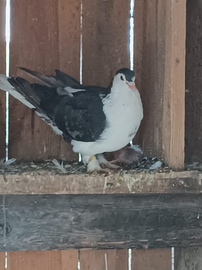 A pigeon with black and white plumage is perched on a wooden shelf inside a coop. Its head is turned to the left, showing its beak and eye. Beneath the pigeon, a small nest containing what appears to be another pigeon, possibly a chick, is visible. The environment consists of wooden planks forming the coop's walls and shelf. The image was taken in Ciechanowiec, Poland.