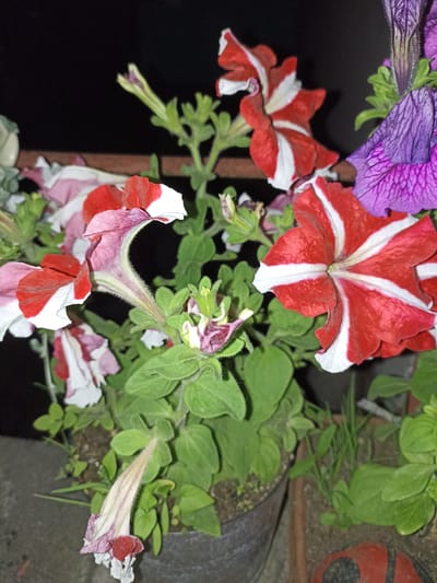 A close-up, eye-level, outdoor shot shows a cluster of petunia flowers. The petunias exhibit a mix of red and white striped petals, along with solid purple and pink and white bicolor petals. The flowers are in various stages of bloom, with some fully open and others still in bud. The plants are growing in pots, one of which is visible as a dark gray, weathered container in the foreground. The background is dark and indistinct, suggesting the image was taken at night or in a dimly lit area. A hint of a brick structure is visible behind the plants, along with a decorative ladybug garden ornament in the lower right corner. The scene is likely a garden or balcony in Pochaiv, Ukraine, given the provided location context.