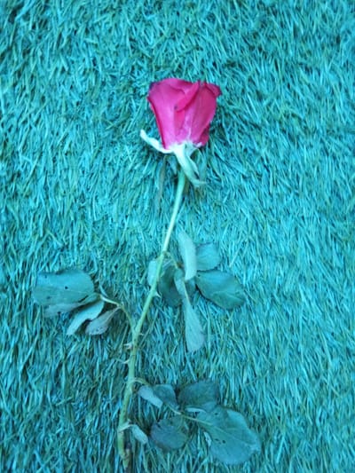 A single, wilting pink rose lies diagonally on a turquoise, artificial turf-like surface. The rose is positioned with its bloom at the top right and its stem extending downwards and to the left. The bloom is partially closed, with some petals unfurling. The stem is thin and green, bearing several dull green leaves, some of which appear dry or damaged. The surface beneath the rose is composed of numerous fine, upright fibers, creating a textured background. The lighting appears to be overhead, casting subtle shadows. The scene is devoid of any human presence or other objects. The image does not contain any information that could indicate its location in Rahim Abad, Pakistan.