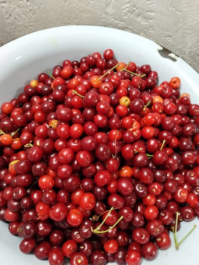 A close-up, overhead shot captures a large white enamel bowl overflowing with ripe cherries. The cherries are predominantly a deep red, with some lighter red and a few yellowish-orange varieties interspersed. Many cherries have their stems attached, some with multiple stems on a single cherry. The texture of the cherries appears smooth and glossy, indicating freshness. The background consists of a textured, light-colored wall. The lighting is even, highlighting the vibrant color and detail of the fruit. No people are visible in the image. The scene is domestic and appears to be an indoor setting, possibly a kitchen, given the bowl and the wall texture. The location is identified as Luhansk, Ukraine.