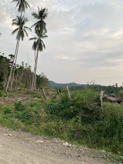 The image depicts a rural landscape under an overcast sky. In the foreground, a dirt road is visible, composed of gravel and dirt. Beyond the road, a dense patch of green vegetation, including tall grasses and leafy bushes, covers the ground. Scattered within this foliage are several dead tree trunks and branches, suggesting a recent event like logging or natural disaster. In the middle ground, a line of tall, slender palm trees stands out, some appearing healthy while others seem dry and bare. A background of lush green trees and rolling hills stretches towards the horizon. The overall scene conveys a sense of natural beauty, but also hints at human impact or environmental change due to the presence of fallen timber and clearings.