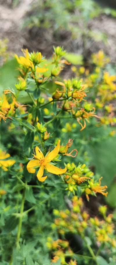 A close-up, vertical shot shows a plant with bright yellow flowers and green leaves. The plant is in focus, with a blurred background of more greenery and some dirt or dry earth. The yellow flowers have five petals and prominent stamens. Some of the flowers are in bloom, while others are still buds or have wilted remnants. The plant appears to be growing outdoors in a natural or semi-natural environment.