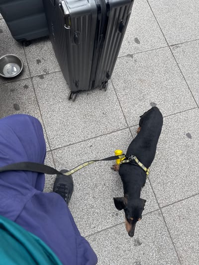 A black and tan dachshund stands on a gray tile surface, wearing a yellow and black harness and attached to a leash. To the left are two black suitcases and a silver bowl. A person's legs, clad in blue pants and black shoes, are visible in the lower right corner, with the leash extending towards them. The scene appears to be at a transportation hub.