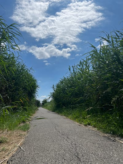A paved pathway, approximately 3 meters wide, meanders through tall green reeds and grasses under a bright blue sky dotted with white, fluffy clouds. The pathway is textured with asphalt and shows some signs of wear, with a few visible cracks and uneven patches. On either side of the pathway, dense vegetation with long, green blades creates a natural corridor. The reeds are lush and vibrant, suggesting a warm, sunny day. In the distance, the pathway appears to lead towards a small cluster of buildings, hinting at a rural or suburban setting. The perspective is low, giving the impression of standing on the pathway looking forward. The scene is peaceful and natural, devoid of any human presence or activity. The image captures a serene moment in a verdant outdoor environment.