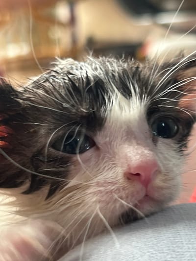 A close-up, head-on, slightly downward-angled photograph shows a young kitten with wet fur. The kitten has a white face with dark patches around its eyes and on its forehead. Its eyes are large and dark, reflecting light. The kitten's nose is a bright pink, and its mouth is slightly open. Its whiskers are prominent and white. The background is blurred, with warm tones suggesting an indoor environment. No specific location in Ternovyi, Russia is identifiable.