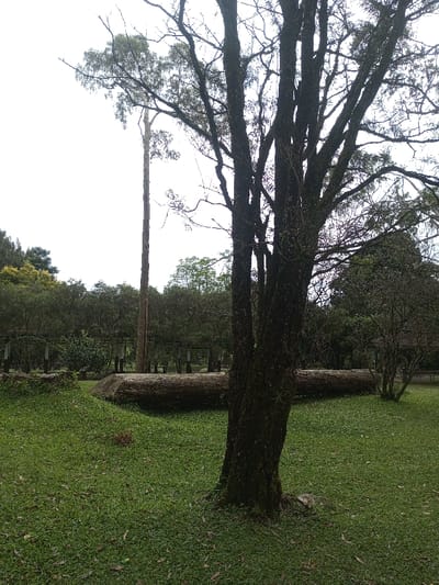 This media file captures a tranquil outdoor scene, likely a park or garden in Mahabaleshwar, India. The foreground is dominated by a lush, well-maintained green lawn that stretches across the lower portion of the image. On the right, a large, dark tree with a thick, multi-trunked base and extensive, gnarled branches, possibly covered in moss or lichen, stands prominently.

In the midground, a substantial, light-colored fallen tree trunk or log rests horizontally on the grass, forming a natural barrier. Behind this log, a very tall, slender tree with a straight, light-colored trunk and sparse foliage at its top rises dramatically against the sky. Further back, a dense line of varied trees forms a verdant backdrop. Within this tree line, faint structures resembling open pavilions or shaded pathways can be glimpsed, suggesting infrastructure for visitors.

The sky is bright and uniformly white, indicating an overcast or cloudy day, which provides soft, diffused lighting across the entire scene without harsh shadows. The color palette is primarily natural greens of the grass and foliage, contrasted with the dark browns of the tree trunks and the lighter hues of the fallen log. There are no visible people, specific activities, or discernible text in the image. The overall impression is one of a peaceful, natural, and well-kept environment.