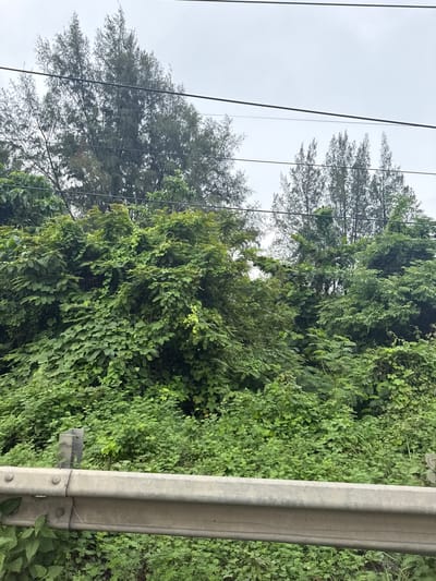 The image depicts a dense, green landscape characterized by a variety of foliage and trees. In the foreground, a silver metal guardrail runs horizontally across the frame, supported by weathered metal posts. Behind the guardrail, a profusion of lush green plants and vines covers the ground and extends upwards, creating a thick, untamed vegetation. Further back, taller trees with needle-like leaves are visible against an overcast sky. Several power lines stretch horizontally across the upper portion of the image, passing in front of the trees. The scene appears to be located along a roadside or in a natural setting with man-made infrastructure. The location is specified as Lamkruet, Indonesia.