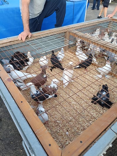 In the city of Łosice, Poland, a wooden and metal cage filled with wood shavings rests on the ground. The cage contains at least ten pigeons of various colors, including white, brown, black, and speckled patterns. Some of the pigeons have distinct feather formations, such as a black pigeon with a fan-like tail. The cage is partially covered by a metal grid. A person's arm, wearing a gray shirt, is visible reaching towards the cage. In the background, a blue table and other individuals can be seen. The scene appears to be outdoors, possibly at a market or event.