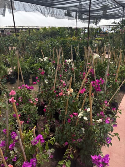 The image shows a nursery of bougainvillea plants, located in Juriquilla, Mexico, at the coordinates 20.709, -100.448. The nursery is under a black plastic cover and features a variety of colors, including pink, purple, and white. Several plants are supported by bamboo stakes. The plants are in black plastic pots. The ground is covered with dirt and small rocks. The environment is a typical nursery setting. There are no people in the image.
