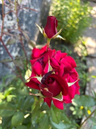 A close-up, eye-level shot captures a cluster of deep red roses in Tătărești, Moldova. The main subject is a large, partially opened rose in the center, its petals a rich, velvety red with hints of darker burgundy. At the top of the frame, a smaller, unopened rosebud, also deep red, points upwards. The roses are surrounded by green foliage, some of which is out of focus, creating a soft bokeh effect. To the left, a rough, grey stone texture is visible, possibly a wall or a large rock. The background is a blur of green leaves and dappled sunlight, suggesting an outdoor garden setting. The overall impression is one of natural beauty and a peaceful, possibly sun-drenched, environment.