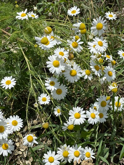 The image shows a close-up view of a patch of wild chamomile flowers growing in a natural setting, likely outdoors. The flowers are predominantly white with yellow centers, and many are in various stages of bloom. The surrounding environment consists of green grass and other wild foliage, suggesting a rural or natural landscape. The lighting indicates it is daytime, with sunlight illuminating the scene. There are no people or man-made structures visible. The scene appears to be in or around the city of Kashat, Kyrgyzstan, judging by the context provided.
