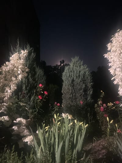 The photograph depicts a garden at night, illuminated by an unseen light source, possibly moonlight or artificial lighting. In the foreground, several plants are visible, including white flowers on the left and center, red roses scattered throughout, and tall green plants with buds. In the background, dark silhouettes of trees form a dense line against a dark night sky. A faint glow, possibly from a distant light or the moon, is visible in the upper center of the sky, behind the trees. A portion of a dark, rectangular structure is visible on the far left, suggesting the garden is adjacent to a building. The overall scene is serene and atmospheric. The location is identified as Vyshchi Vil'shany, Ukraine.