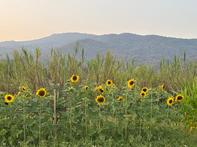 The scene displays a sunflower field in Ban Huai Sai, Thailand. In the foreground, approximately fifteen to twenty sunflowers with prominent yellow petals and dark centers are visible, exhibiting green stalks and foliage. Several sunflower plants are vertically supported by bamboo stakes secured with light-colored cordage. The ground beneath the sunflowers is covered with short green grass and small, scattered white flowers. Behind the sunflower field, a dense, tall barrier of green, reedy vegetation extends horizontally across the midground. The background features a range of hazy, blue-grey mountains covered with dense tree cover. The sky above the mountains is clear, transitioning from a light yellow-orange hue near the horizon to a paler tone overhead. No individuals or specific actions are depicted.