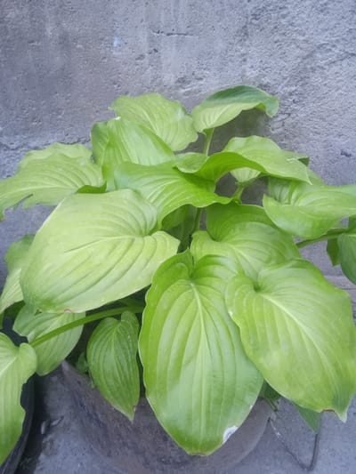 A close-up shot shows a healthy green hosta plant in a pot, set against a textured gray wall. The leaves are large, broad, and glossy, with prominent veins radiating from the center. The lighting highlights the lushness of the foliage. The background wall appears to be made of concrete or a similar material, showing some rough texture and variations in shade. The bottom portion of the image reveals the dark rim of the pot, and a portion of the ground or surface it rests on. The overall scene conveys a sense of natural growth in an urban or semi-urban setting, potentially a garden or courtyard in the city of Кызыл-Булак, Kyrgyzstan.