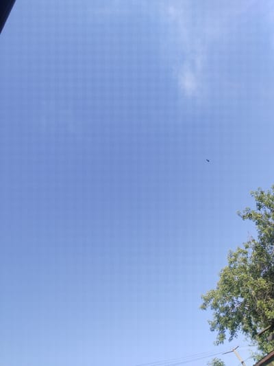 A lone bird, silhouetted against a clear blue sky, flies in the upper middle of the frame. A portion of a green, leafy tree is visible in the lower right corner of the image. The sky is mostly cloudless, with a faint wisp of white cloud in the upper right quadrant. The image appears to be taken from the city of Mamlyut, Kazakhstan, based on the metadata. The scene depicts a peaceful outdoor environment.