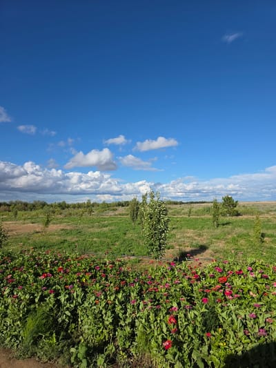 This is a vertical, low-angle outdoor photograph capturing a field of flowers under a bright blue sky with scattered white clouds. The image is dominated by a vast expanse of sky on the left, transitioning to a verdant green field dotted with rows of trees and culminating in a dense border of colorful flowers on the right. The flowers are predominantly pink and red, with a few yellow and purple blooms interspersed. They are lush and in full bloom, creating a vibrant tapestry along the edge of the field.
The field itself appears to be an agricultural or horticultural setting, possibly a flower farm or a large garden. The rows of smaller trees suggest a cultivated landscape. The ground within the field is a mix of green grass and dry, earthy patches, indicating a well-maintained but natural environment. A subtle shadow of a person or object falls across the flowers on the right side of the frame, suggesting it was taken during daylight hours.
The weather appears to be clear and sunny, typical of a pleasant day. The bright blue sky and the way the light illuminates the flowers suggest it is likely mid-morning or afternoon. There are no visible signs of people actively engaged in an activity, nor any man-made structures that would give a more specific location cue within Kyrkkyz, Uzbekistan, beyond the general context of a rural or agricultural area. The overall mood conveyed by the image is one of natural beauty, tranquility, and abundance, highlighted by the vibrant colors of the flowers against the backdrop of the sky and field.