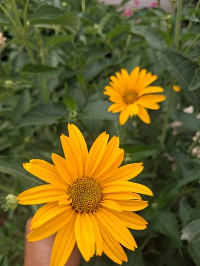 A close-up, vertical shot captures two vibrant yellow flowers with detailed, textured centers, set against a backdrop of lush green foliage. The flower in the foreground, dominating the lower half of the frame, is in sharp focus, its bright petals unfurling towards the viewer. A human hand, lightly visible at the bottom left, appears to be holding or touching the stem of this prominent flower, suggesting an interaction with the plant. In the middle ground, a second, slightly smaller yellow flower is visible, its petals also extended, though it is rendered slightly out of focus. The background is a dense tapestry of dark green leaves, creating a soft, blurred environment that emphasizes the vividness of the flowers. The scene appears to be outdoors, likely in a garden or natural setting, and could be located in Гүлдала, Kazakhstan, given the context. The lighting is natural and diffused, contributing to the soft appearance of the background.