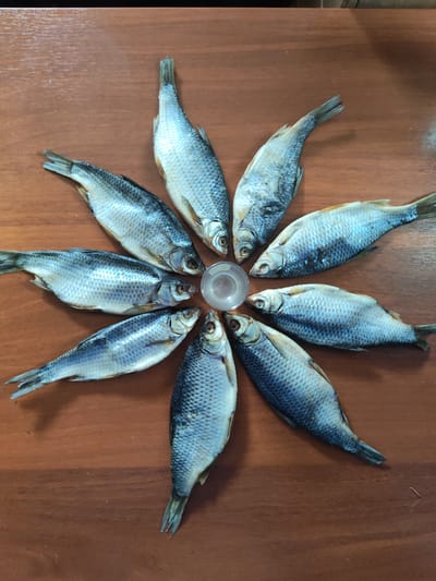 Ten dried or smoked fish are meticulously arranged in a star-like or flower-like circular pattern on a smooth, brown wooden surface, likely a table. Each fish is oriented with its head facing inwards towards the center. In the very middle of the circle, a small, clear, possibly plastic, shot glass or container is placed.
The fish appear to be a type of freshwater fish, such as roach or bream, commonly dried or smoked in Russia. Their scales are light grey and silvery, with some darker hues along their backs. The fish bodies are relatively slender and elongated, typical of this preparation method. Their fins are visible, and their tails are fanned out, pointing outwards from the central arrangement. The texture of the dried fish is evident, with some scales appearing slightly ruffled or separated.
The arrangement suggests an intentional display, possibly for a meal or as a snack, which is a popular tradition in Russia, often accompanying beverages like beer. The lighting is bright and even, indicating either daytime indoor conditions or a well-lit artificial environment. The wooden table exhibits a grain pattern, adding a natural element to the setting. There are no people visible in the image, and no text is present. The overall scene is a simple yet striking presentation of a traditional food item, consistent with the given location context of Pavlokovo, Russia.