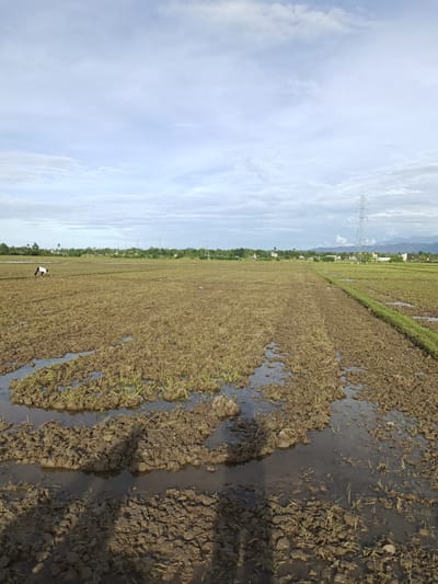 The image depicts a flooded rice field in Pulo Iboih, Indonesia. The field is muddy with standing water. In the background, there is a transmission tower, trees, and hills. A person is bent over in the field. The sky is overcast with scattered clouds.