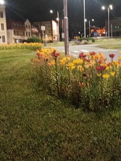 The image captures a nighttime scene in Nový Jičín, Czechia, featuring a row of buildings in the background and a flowerbed in the foreground. The buildings appear to be a mix of residential and commercial structures, illuminated by artificial light. The flowerbed contains various flowers, primarily in shades of red, orange, and yellow, with some green foliage. Streetlights are visible in the background, contributing to the overall lighting of the scene. The ground in the foreground is covered with grass. The image is slightly blurry, suggesting it was taken in low light conditions. There are no people visible in the frame.