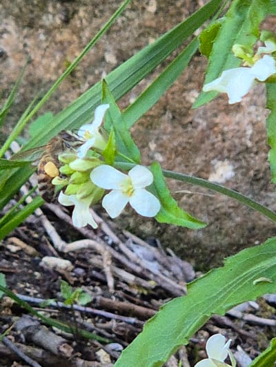 The image shows a close-up of a small cluster of white wildflowers with four petals each, amidst green foliage and thin blades of grass. The flowers are blooming on a plant growing in an area with dirt and decaying plant matter. A bee is visible near the base of the flower cluster. The location is not identifiable as Ivanovo, Bulgaria from the image alone.