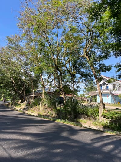 The media file shows a sun-drenched scene in Bukitrata, Indonesia, likely in the late morning or early afternoon, given the bright sunlight and distinct shadows. The main subjects are the lush green trees with thick branches arching over a paved road. The road runs along the right side of the frame, with its surface partially covered in dappled shade cast by the foliage.

To the left of the road, there is a grassy verge transitioning into a variety of vegetation, including palm-like plants and other greenery. Beyond the vegetation, a multi-story building with white and light blue sections is visible, featuring arched windows and balconies. The building appears to be a residence or a public establishment. There are also glimpses of other structures, possibly houses or smaller buildings, nestled amongst the trees and vegetation.

A person on a bicycle is a small but notable detail, riding away from the camera on the road, suggesting a peaceful, everyday scene. The sky is a clear, vibrant blue, indicating good weather. The overall impression is one of a tranquil, tropical environment on a sunny day. No visible text is discernible in the image.