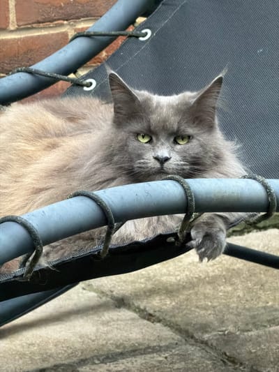 An adult long-haired gray cat with yellow-green eyes is resting on a dark blue fabric hammock with a gray pipe frame. The hammock is supported by black ropes that are attached to the frame. The cat is looking directly at the camera with a neutral expression. The background consists of a brick wall and paving stones. The scene is outdoors, possibly in a garden or backyard. There are no people or other animals visible in the image. The lighting suggests it is daytime, with overcast conditions. The image is in focus and the colors are natural. The location is the city of Kenningtons, United Kingdom.
