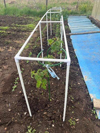 The image captures an outdoor garden or agricultural plot, likely situated in Valdgeym, Russia. The primary subject is a small, rectangular frame constructed from white PVC pipes, possibly designed as a mini-greenhouse or a plant support structure. Within this frame, a vibrant green plant with distinct lobed leaves, resembling a raspberry bush, is growing. A flexible green ring or hose encircles part of the plant, and a piece of light blue plastic or fabric is loosely tied to one of its stems.

The ground beneath and around the structure consists of dark brown, tilled soil, interspersed with small stones and emerging green seedlings. To the left of the frame, the soil transitions into an area with denser grass and a few yellow wildflowers, backed by a wire fence. In the background, large sheets of blue corrugated material, possibly roofing or protective covers, are visible, alongside some wooden planks.

The scene is illuminated by natural daylight, suggesting a clear or partly cloudy day, suitable for plant growth. No individuals are present, but the organized plant and support structure indicate horticultural activity. There is no visible text in the image. The overall impression is one of early-season cultivation in a productive garden setting.