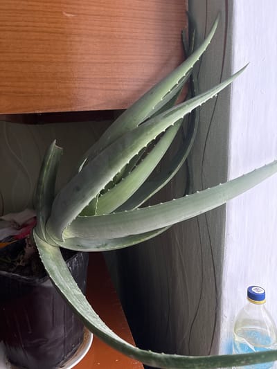 A medium shot reveals an aloe vera plant, its thick, spiky leaves protruding upwards and outwards, suggesting robust health. The plant resides in a black plastic pot, which is situated on an indeterminate surface with a patterned covering. To the plant's left stands a section of a wooden cabinet, its surface smooth and unadorned. Above the plant, a white surface stretches across the frame, marred by stains or imperfections. A partially visible plastic bottle of water rests on this upper surface. The location is Пожарское сельское поселение, Ukraine, but there is nothing in the image to confirm this.