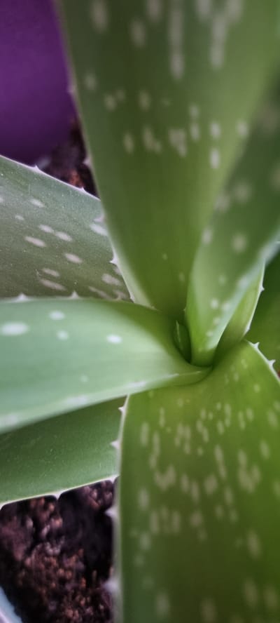 The image is a close-up, vertical, eye-level shot of an aloe vera plant's leaves. The plant has thick, green, fleshy leaves with small white spots and serrated edges. The leaves are arranged in a spiral pattern, with the center of the plant visible. The soil surrounding the base of the plant is dark brown and appears to be a mixture of soil and organic matter. A portion of a purple pot is visible in the upper left corner. The lighting is soft and diffused, suggesting an indoor environment. The image does not depict any specific location in Naaldwijk, Netherlands, and there are no people or animals present.
