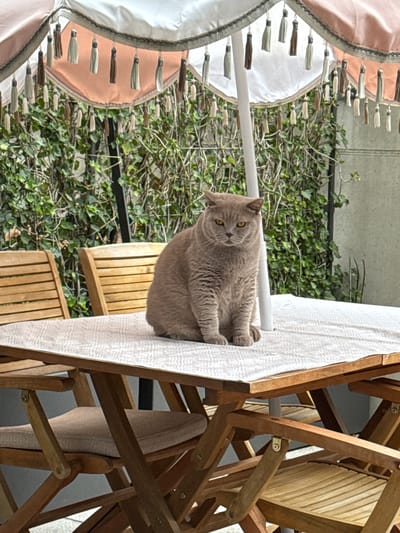 In Buchs (SG), Switzerland, on a cloudy day, a British Shorthair cat sits regally on a table covered with a white tablecloth, positioned outdoors under a decorative patio umbrella. The umbrella features a white and peachy pink fabric with tasseled trim. Behind the table, two wooden chairs with slatted backs are visible, and a dense green wall of ivy forms the backdrop, with a grey concrete wall peeking through on the right. The cat, a solid grey with amber eyes, is the focal point, looking directly at the camera with a calm and slightly stern expression. The scene suggests a tranquil domestic setting, possibly a patio or garden area in Buchs.