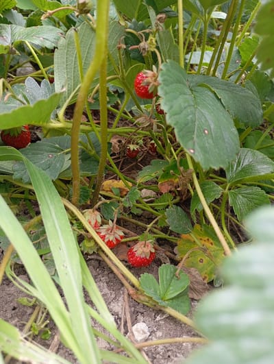 A close-up, eye-level shot captures a strawberry patch with several ripe and unripe strawberries amidst lush green foliage and stems. The ground beneath is composed of dark soil with scattered small stones and fallen leaves. The scene appears to be a natural outdoor setting, possibly a garden or field, with no visible signs of human activity or urban elements, suggesting it is unlikely to be located in the city of Krasnoarmeysk, Russia, without further context.