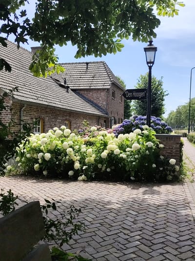 A low-angle, full outdoor shot captures a charming street scene in Reek, Netherlands, on a sunny day. In the foreground, a herringbone brick pathway leads the eye towards a cluster of white hydrangeas and a brick wall adorned with purple hydrangeas. A classic black lamppost stands beside the wall, topped with a sign pointing to "Den Hoogen." To the left, a traditional brick house with a tiled roof is partially visible, shaded by lush green tree leaves overhead. The background reveals a tree-lined street extending into the distance. No people are present in the image.