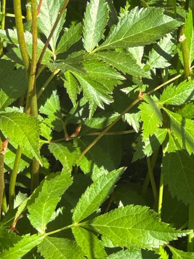 This media file is a close-up shot of green foliage, likely a plant or shrub, with visible stems and leaves. The leaves are compound, with serrated edges and prominent veins. Sunlight filters through the leaves, creating dappled shadows. Several brown stems are interwoven with the greenery, some appearing thicker and more mature than others. The scene is natural, with no man-made objects or people visible. The lighting suggests it is daytime, with the sun casting distinct shadows. The background is dark and out of focus, emphasizing the details of the leaves and stems. There is no visible text in the image. The context provided, "Патрушева, Russia," suggests the location.
