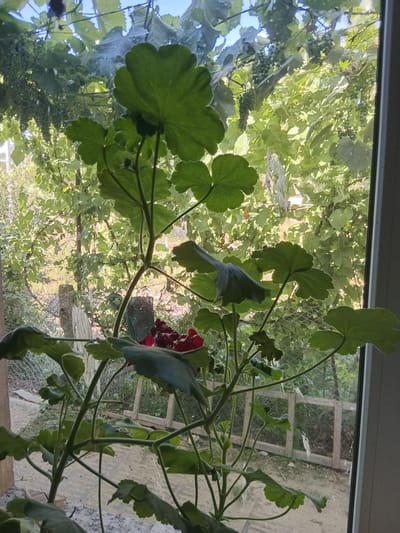 The image shows a close-up view of a potted geranium plant with large green leaves and some deep red flowers, positioned in front of a window. Through the window, a garden scene is visible, characterized by abundant green foliage, including what appears to be a grape vine with small green grapes. In the background, there is a wooden fence and some weathered posts. The lighting suggests it is daytime. The location is Cotiujenii Mari, Moldova.