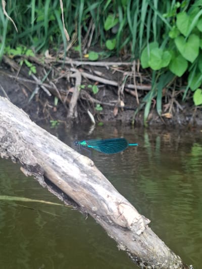 The image shows a close-up of a dead, weathered tree branch in the foreground, angled from the lower left to the upper right. The branch is rough and textured, with visible cracks and peeling bark. Behind the branch, a body of murky green water is visible. In the water, to the right of the branch, a bright blue and green dragonfly is perched, its wings spread. The background consists of lush green grass and vegetation, with some dark soil and exposed roots along the water's edge. The overall scene depicts a natural riparian environment. The location in the city of Дерезовка, Russia, is not discernible from the visual elements in the image itself.