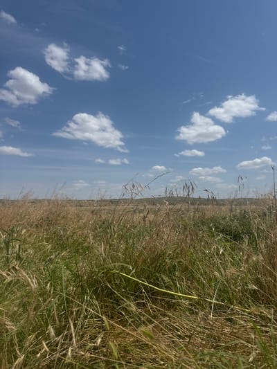 This is a vertical, eye-level, wide shot of a rural landscape in Kazakhstan on a sunny day. The scene is divided into two main parts: the sky on the left and a field of tall, dry grass on the right. The sky is a clear, bright blue with several puffy white clouds scattered across it. The field is densely populated with a mix of green and golden-brown grasses, some of which are tall enough to obscure the ground. A bright yellow object, possibly a piece of ribbon or tape, is visible winding through the grass in the mid-right of the image. The overall impression is one of a natural, uncultivated outdoor space, likely a meadow or steppe. The lighting suggests it is daytime, and the clear blue sky with scattered clouds indicates fair weather. There is no visible text in the image.