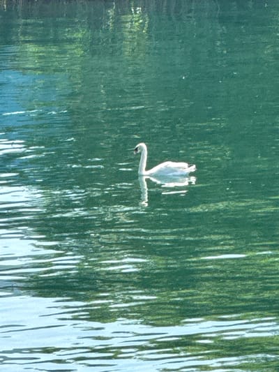 A white swan glides across the surface of a body of water. The water has a greenish hue, reflecting the surrounding trees and foliage. The swan is positioned slightly to the right of the center of the frame, with its head turned to the left. Its reflection is visible beneath it, slightly distorted by the ripples on the water. The foreground of the image shows lighter blue water with distinct horizontal ripples, while the background is dominated by the darker, greener water with a blurred reflection of trees. The image appears to be taken outdoors on a sunny day. The location is the lake in Caslano, Switzerland.