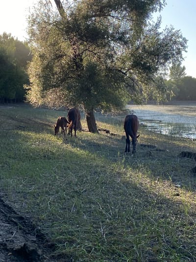 The image depicts a serene dawn scene in Kyrgyzstan. Three horses are present: two adult horses, one standing and one grazing, and a foal, also grazing, near the adult horses. The horses are positioned on the grassy bank of a body of water, possibly a lake or slow-moving river. The water reflects the light of the rising sun, creating a shimmering effect.
A large tree with abundant foliage dominates the left side of the frame, casting dappled shadows on the ground. The grass on the bank is lush and green, with some areas illuminated by the morning sun. The overall mood is peaceful and tranquil, characteristic of a quiet sunrise in a natural landscape. The time of day is clearly dawn, as indicated by the soft, warm light and long shadows. The location cues are consistent with a rural or semi-rural setting in Kyrgyzstan, with the natural landscape and the presence of livestock. There is no visible text in the image.