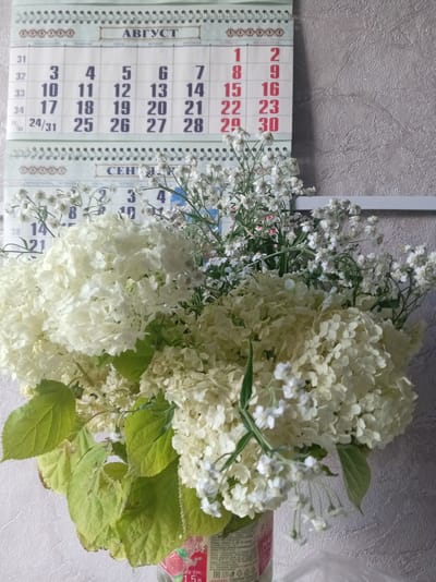 A still life photograph shows a bouquet of white flowers, primarily hydrangeas and baby's breath, in a vase positioned in front of a wall calendar. The calendar displays the months of August and September, with visible dates and days of the week. The calendar itself is affixed to a textured, light-colored wall, likely in a domestic setting. The lighting appears to be natural, casting soft shadows. The focus is on the floral arrangement and the calendar. The image's metadata indicates it was taken in Shumilina, Belarus, on an unspecified date. There are no people or animals present in the photograph.