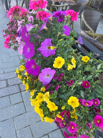 A close-up, high-angle shot features a planter box filled with a vibrant assortment of flowers, including pink petunias, purple petunias, and yellow calibrachoa. The flowers are in full bloom, with their petals gracefully unfurling. The planter box is placed on a paved area with grey rectangular stones, characteristic of many outdoor spaces in the city of Oulu, Finland. In the background, blurred wicker chairs and tables suggest a cafe or restaurant setting, common in Oulu's city center, particularly along the pedestrian-friendly streets. The lighting suggests it is daytime, with soft natural light illuminating the colorful blooms. There are no people visible in the frame.
