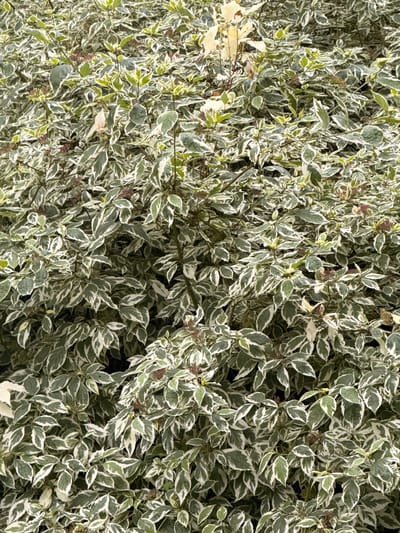 The image shows a dense bush with variegated green and white leaves. The bush fills the entire frame, and the lighting suggests it is outdoors during the daytime. There are no people or animals visible in the image. The scene is a close-up of the foliage, emphasizing the intricate pattern of the leaves. The environment appears to be a natural or landscaped outdoor setting within the city of Rudamina, Lithuania, though specific urban features are not discernible.