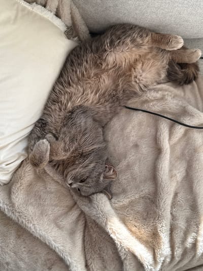 An image taken in Tielrode, Belgium, displays a domestic feline subject, identified as a cat, in a recumbent position on an upholstered furniture item, likely a sofa or bed. The cat, exhibiting a gray-brown fur coat with lighter coloration on its ventral side, is positioned dorsally (on its back) with its limbs relaxed. Its head is turned to the left, resting on a light beige, plush blanket. The anterior paws are curled near its head, while the posterior paws are extended and curled. An off-white pillow is partially visible to the left of the cat's body. A black electrical cable is observable traversing the plush blanket to the right of the cat's midsection. The background consists of a light gray fabric surface, indicative of indoor domestic environment. No human subjects are present.