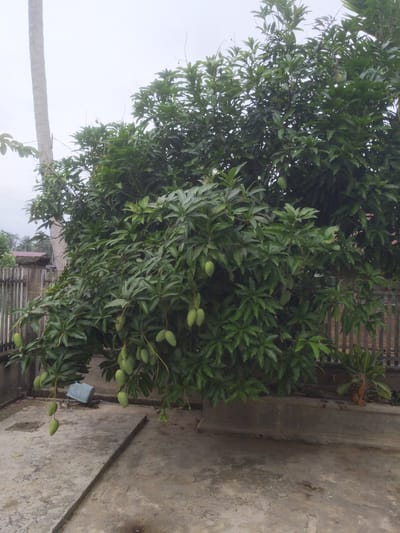 The image captures a dense green mango tree laden with numerous unripe green mangoes, some hanging low enough to be within reach. The tree is situated in a yard with a concrete floor and a low concrete wall. In the background, a wooden fence can be seen, and beyond that, structures and vegetation suggest a residential area. A tall, slender tree trunk, possibly a palm, stands to the left of the mango tree. The sky is overcast, indicating a cloudy day. The scene appears to be outdoors in Paloh, Indonesia.