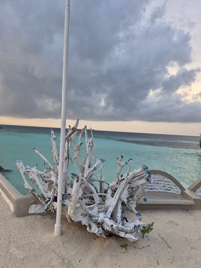 The image shows a coastal scene, likely in Bodufolhudhoo, Maldives, featuring a weathered, white-painted tree root structure with blue accents, placed decoratively on a sandy area near a turquoise ocean. Part of a white fence or wall is visible adjacent to the root structure. A white horizontal pole is also present. The sky is overcast with dark clouds on the left, transitioning to lighter hues towards the horizon above the ocean. The beach is sandy, and some greenery is present near the root structure.