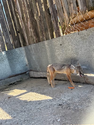 In Dabnitsa, Bulgaria, a swift fox stands on a gravel surface next to a concrete wall. The fox is looking to the right with its mouth open. In front of the fox, on the gravel, is a piece of carrot. Behind the fox, a wooden fence runs along the top of the concrete wall, with a chain-link fence visible in places. The scene is illuminated by sunlight, casting shadows on the ground.