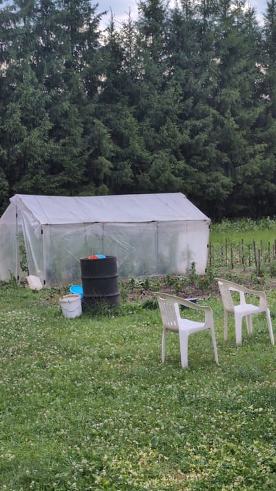 An outdoor scene in Yarishnoe (Zinyakovskii S/S), Russia, features a greenhouse made of white plastic sheeting supported by a metal frame. In front of the greenhouse, there are two white plastic chairs and a large black barrel with two plastic lids, one orange and one blue, on top. A white bucket and a smaller blue bucket are positioned near the black barrel. The ground is covered with green grass and small white clover flowers. Behind the greenhouse, a dense line of tall green pine trees forms the background. In the middle ground, a garden bed with stakes and some plants is visible to the right of the greenhouse. The sky is overcast. There are no people visible in the image.