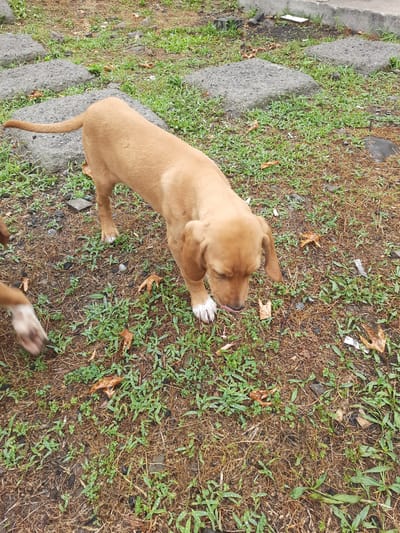 A light brown puppy with white paws is standing on a patch of ground covered with dry grass, green shoots, and fallen leaves. The puppy's head is lowered, and its tongue is extended, appearing to lick something on the ground. In the background, there are several large, gray, rectangular paving stones, some of which are partially covered by grass. The scene appears to be an outdoor area in Ayvacık, Turkey, with a concrete curb and scattered debris visible in the distance. Another puppy's legs are partially visible in the lower left corner of the image.