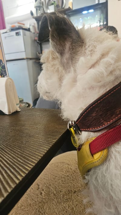 The image, taken in Andorra la Vella, Andorra, depicts a small to medium-sized white dog with wiry, curly fur, viewed from behind and slightly to the right. The dog has dark, folded ears and is wearing a dark brown leather collar with visible orange stitching. Attached to the collar is a silver ring from which a small yellow tag hangs. A red fabric strap and a yellow fabric element are also visible around the dog's neck, likely part of a harness or a second collar. The dog is sitting next to a dark, horizontally ridged wooden table or counter. On the far left of the table, a stack of white folded paper napkins is visible. The background shows an indoor environment with bright overhead lighting. To the left, a stack of white kitchen appliances, possibly a refrigerator with another unit on top, is present. To the right, a dark-framed screen or monitor displaying colorful lights and graphics can be seen. No people are visible in the scene.